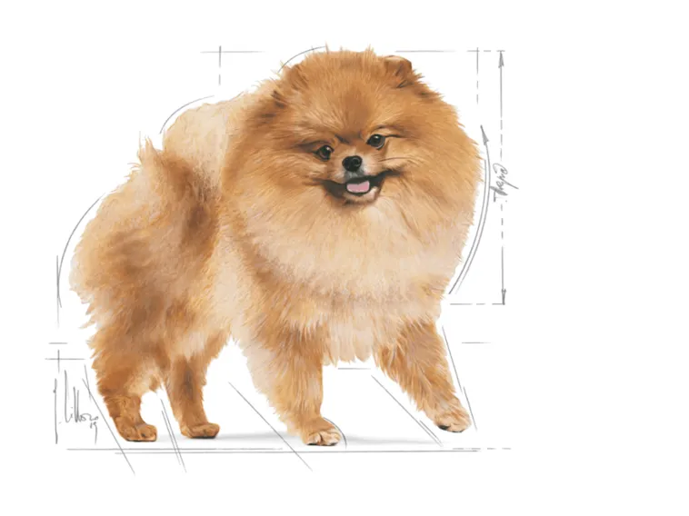 Breed Health Nutrition Pomeranian Adult 1.5 KG