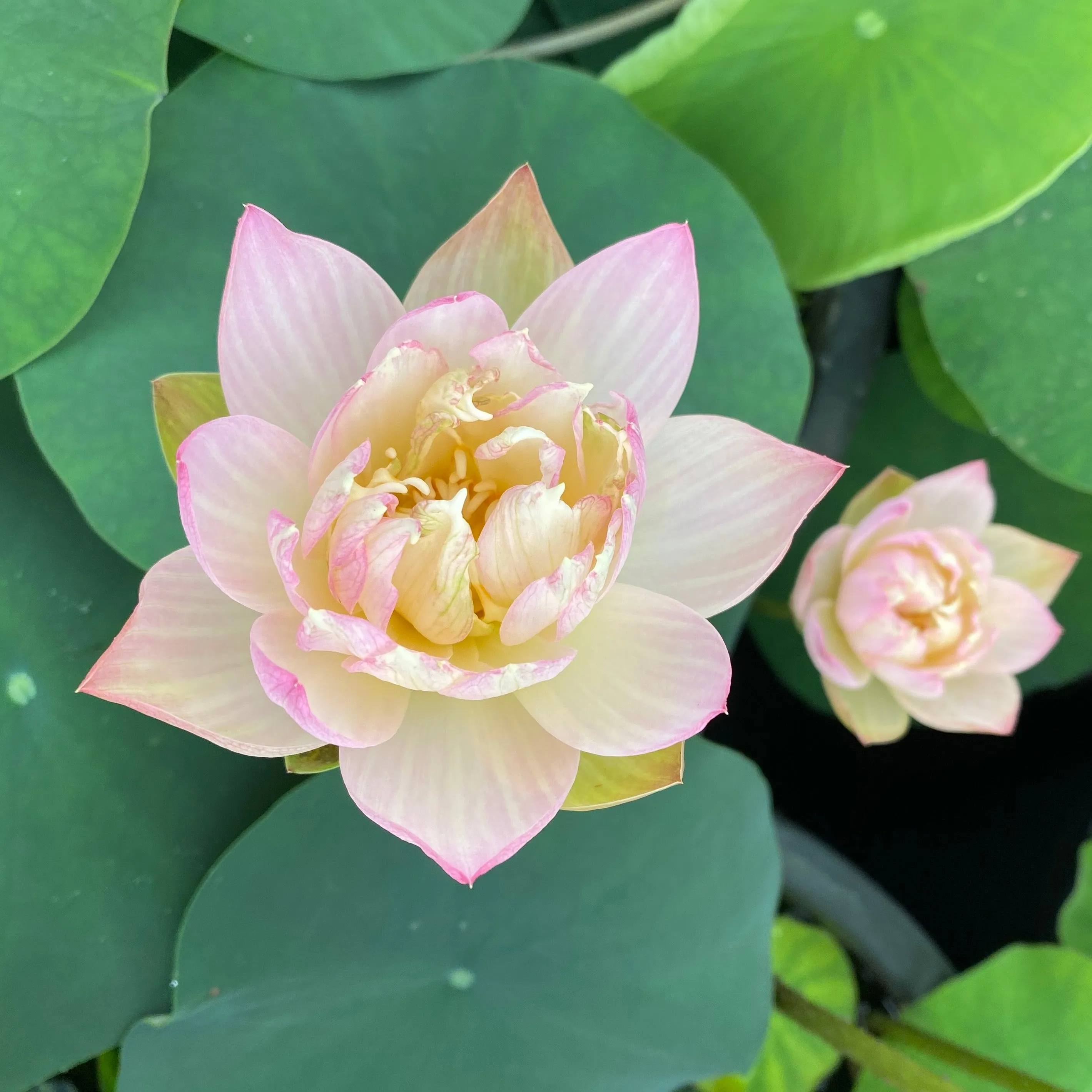 Oriole Out of Water Lotus   <br> Keeps blooming later in the season!