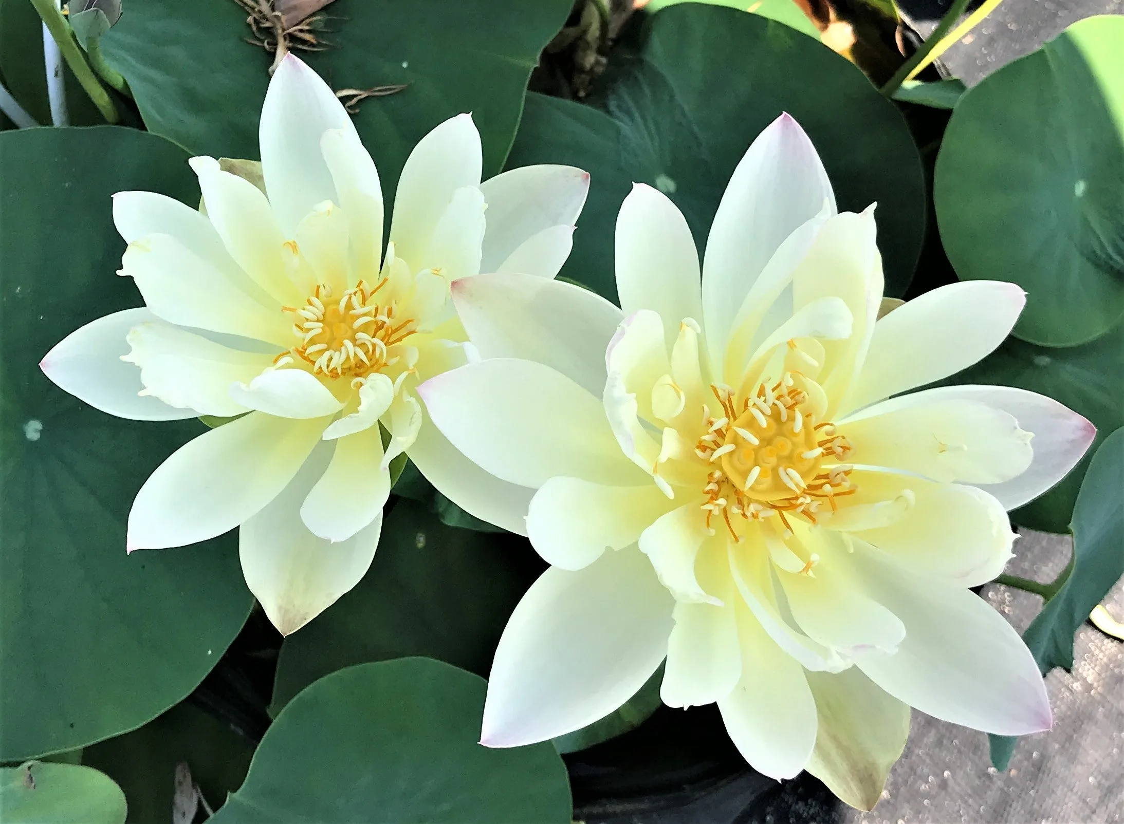 Oriole Out of Water Lotus   <br> Keeps blooming later in the season!